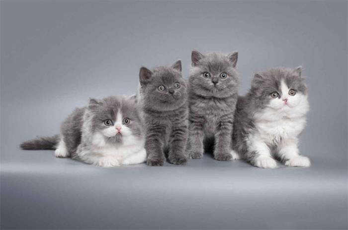Котята британской короткошерстной и британской длинношерстной кошки