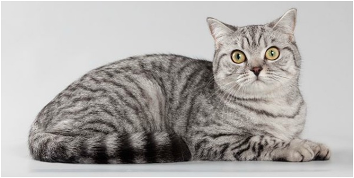 Кошки с окрасом вискас стали популярными после выхода на телеэкраны рекламного ролика корма «Вискас»