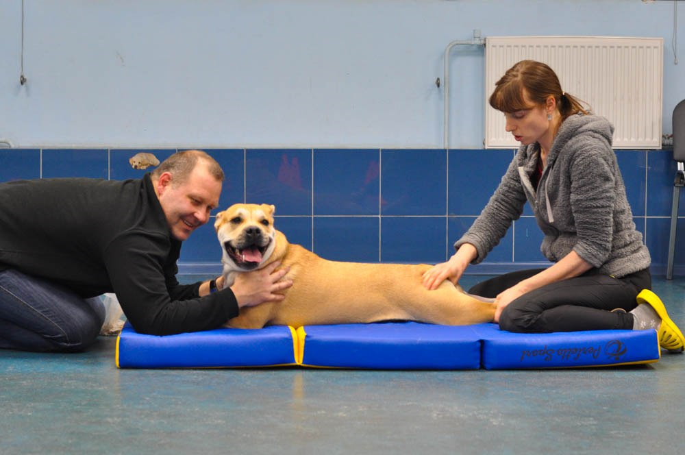 Лечебный массаж поможет восстановиться собаке после травм