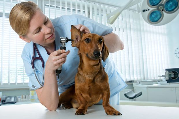 Раз в полгода собаку необходимо водить на обследование к ветеринару