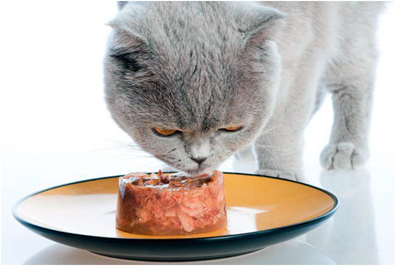 Рацион британской кошки должен быть сбалансированным, питательным и нести в себе необходимые белки, жиры и углеводы, полезные для здоровья