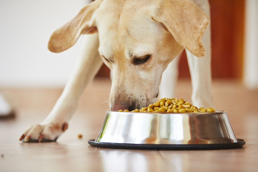 Таблетки следует класть в пищу собаке, чтобы их активные вещества легче переваривались и усваивались