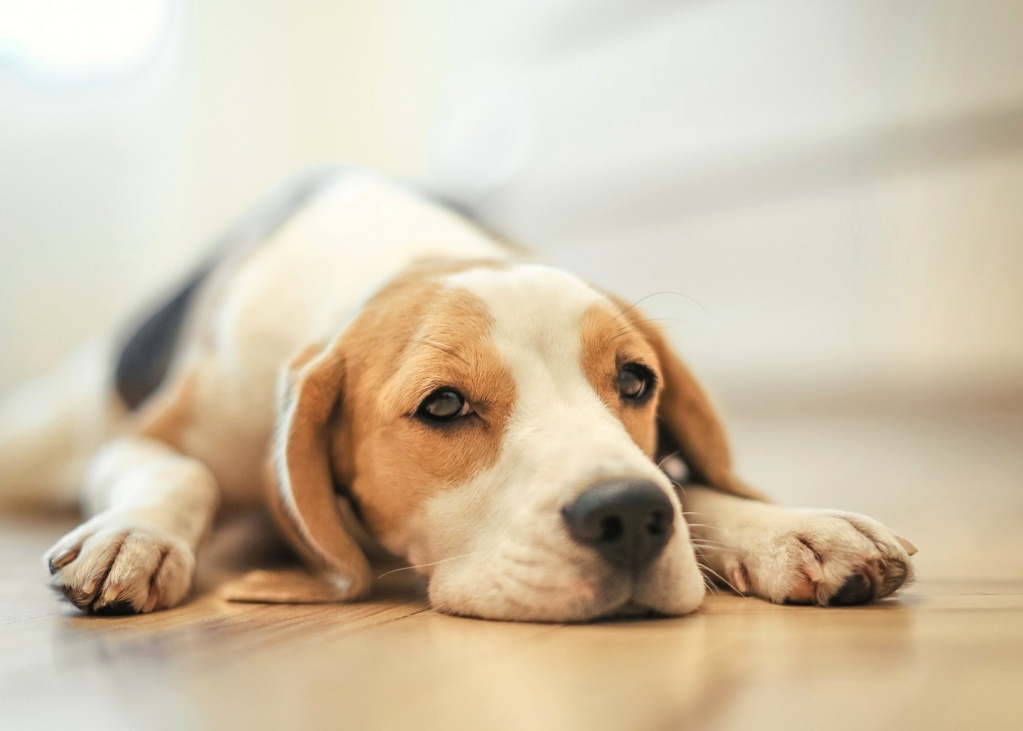 У 14% собак отмечалось отсутствие аппетита после приема препарата