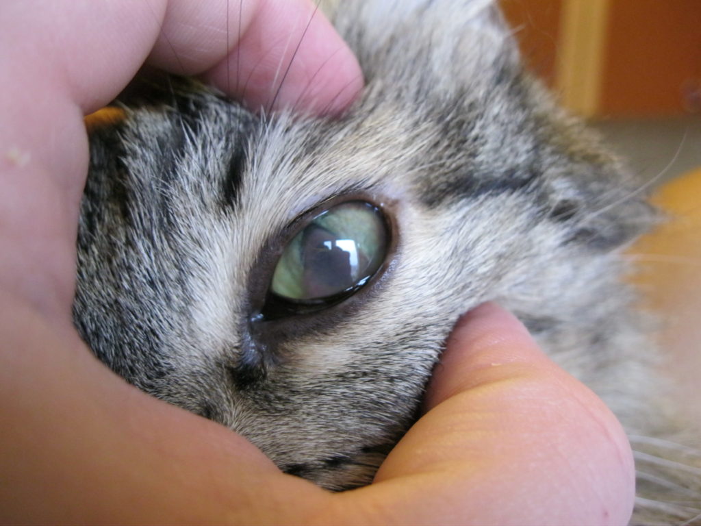 Лечение язвы роговицы у кошки thumbnail