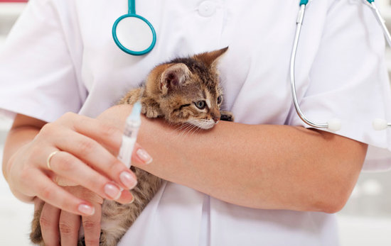 Вакцинация на время значительно ослабляет котенка и делает его уязвимым к различным недугам