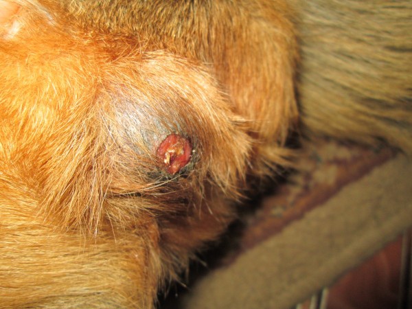 Бурсит локтевого сустава у собаки симптомы и лечение в домашних условиях thumbnail