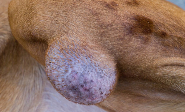 Как вылечить бурсит у собаки в домашних условиях thumbnail