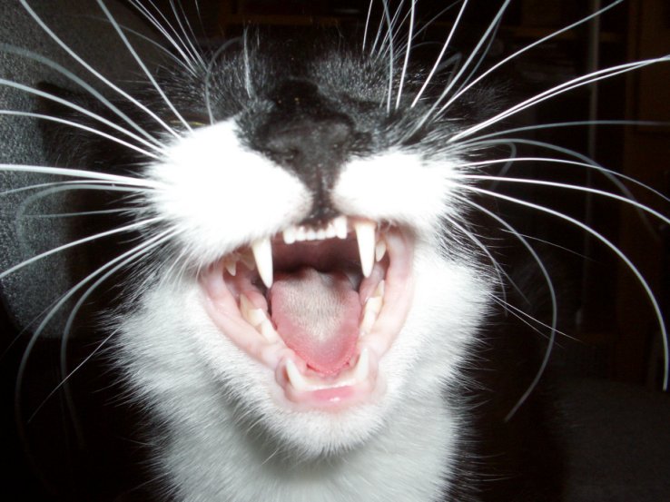 Как вылечить запах изо рта у кошек thumbnail