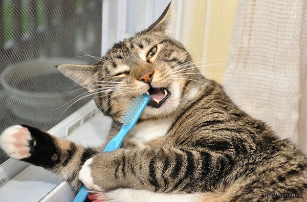 Как вылечить запах изо рта у кошки thumbnail