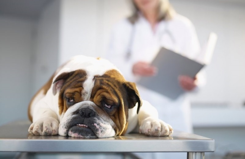 Лечение опасных вирусных заболеваний часто требует временного переезда собаки в стационар