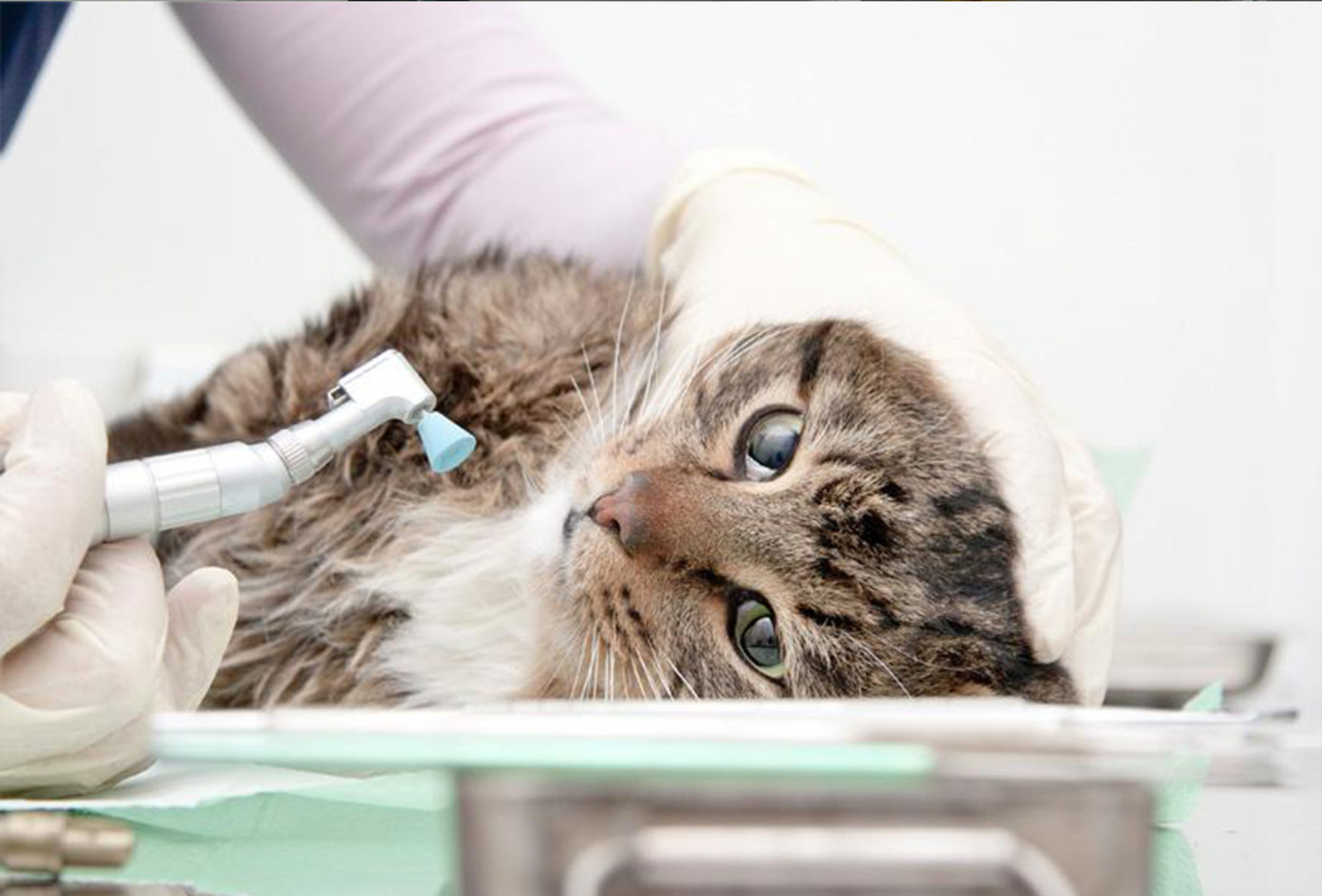 Клиника для котов. Котофей ветеринарная клиника. Стоматология животных.