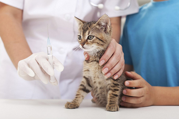 Порядочные заводчики заранее предупреждают покупателя о том, требуются ли котенку какие-либо прививки и были ли они сделаны ранее