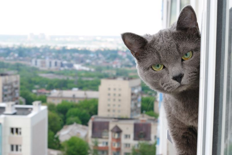 Самые злые породы кошек топ 10. Смотреть фото Самые злые породы кошек топ 10. Смотреть картинку Самые злые породы кошек топ 10. Картинка про Самые злые породы кошек топ 10. Фото Самые злые породы кошек топ 10