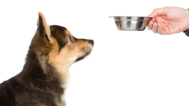Бурсит у собак лечение в домашних условиях thumbnail