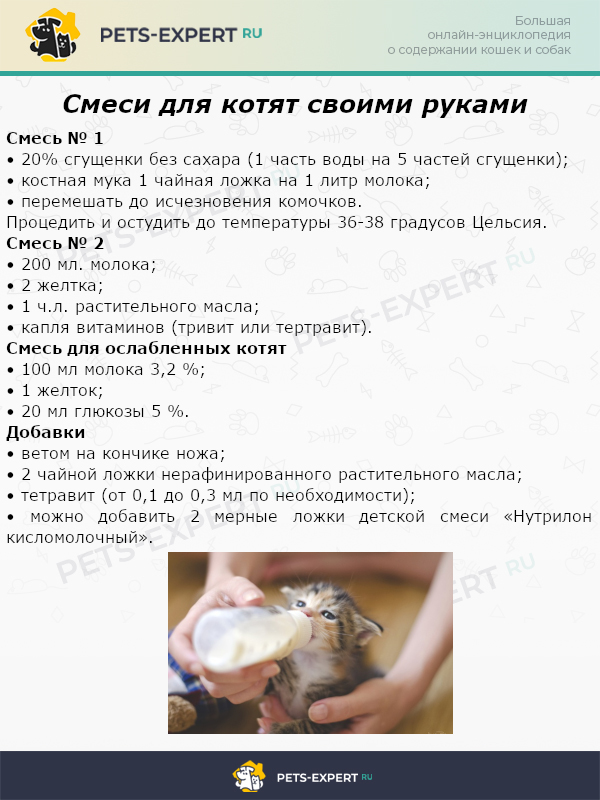 Смеси для котят своими руками