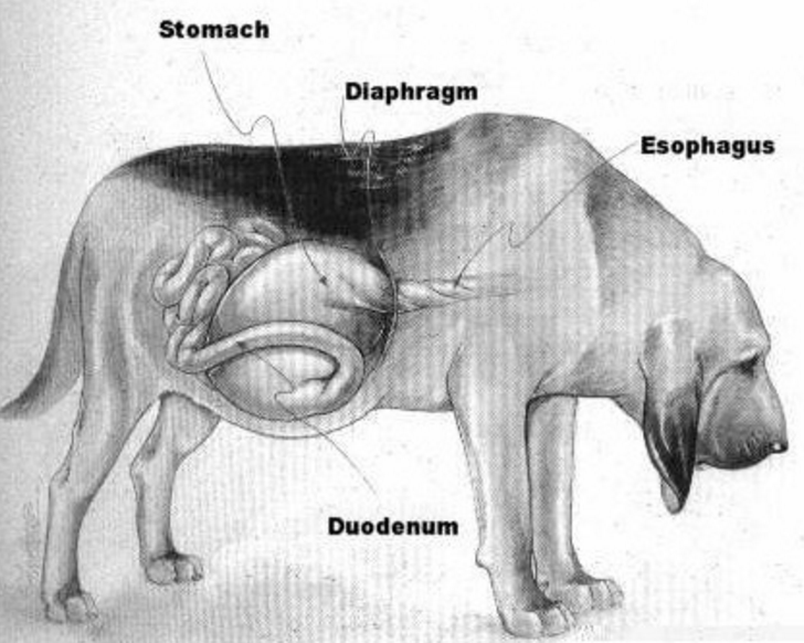 Заворот кишок является состоянием, опасным для жизни собаки