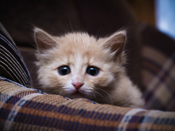 Самые злые породы кошек топ 10. Смотреть фото Самые злые породы кошек топ 10. Смотреть картинку Самые злые породы кошек топ 10. Картинка про Самые злые породы кошек топ 10. Фото Самые злые породы кошек топ 10