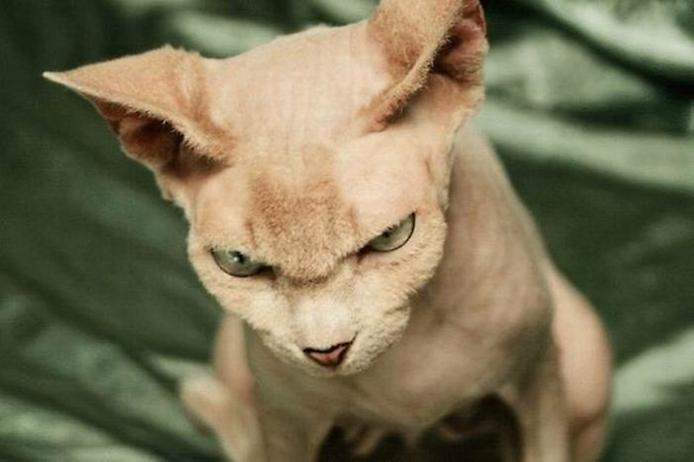 Самые злые породы кошек топ 10. Смотреть фото Самые злые породы кошек топ 10. Смотреть картинку Самые злые породы кошек топ 10. Картинка про Самые злые породы кошек топ 10. Фото Самые злые породы кошек топ 10