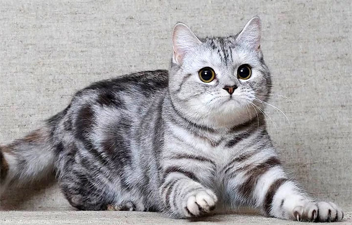 Самые злые породы кошек топ 10. Смотреть фото Самые злые породы кошек топ 10. Смотреть картинку Самые злые породы кошек топ 10. Картинка про Самые злые породы кошек топ 10. Фото Самые злые породы кошек топ 10