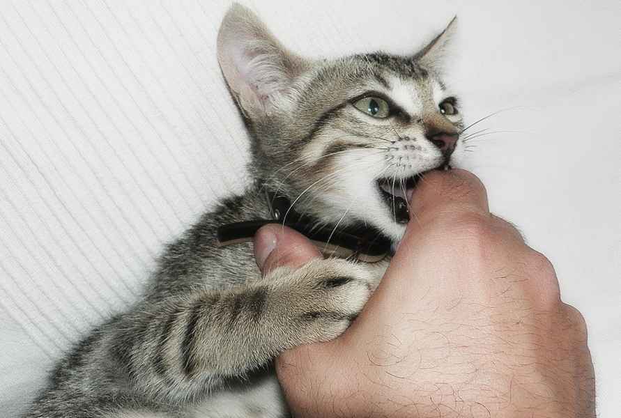 Агрессия может настичь кота в самый непредвиденный для человека момент