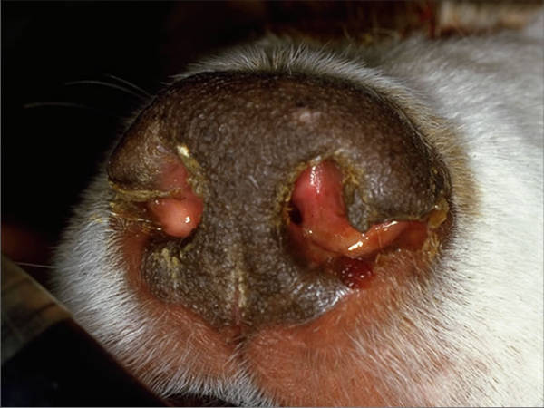 Аспергиллез, локализующийся в носу у собаки