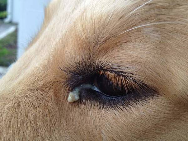 Бактериальные инфекции предполагают скопление гноя во внутренних уголках глаз