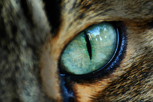В норме глаза кошки не должны иметь никаких замутнений или белесых пятен