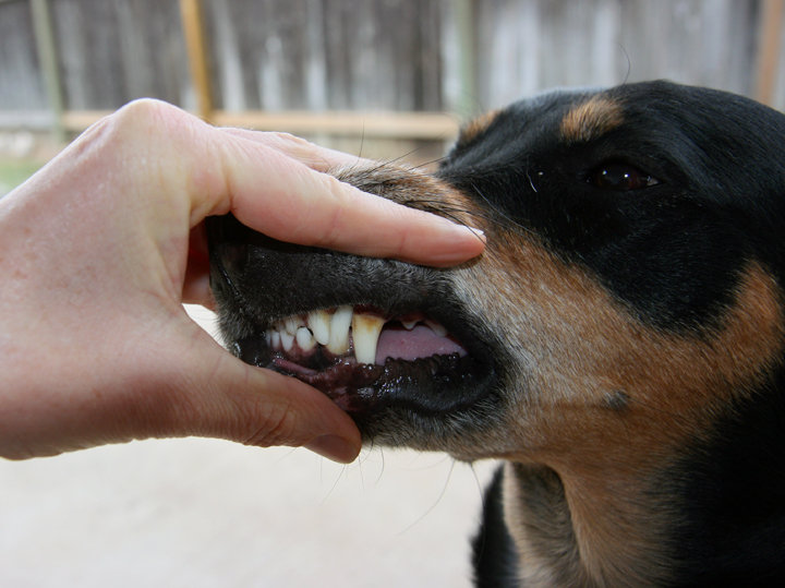 В отсутствии лечения зубной камень заметно сокращает жизнь собаки