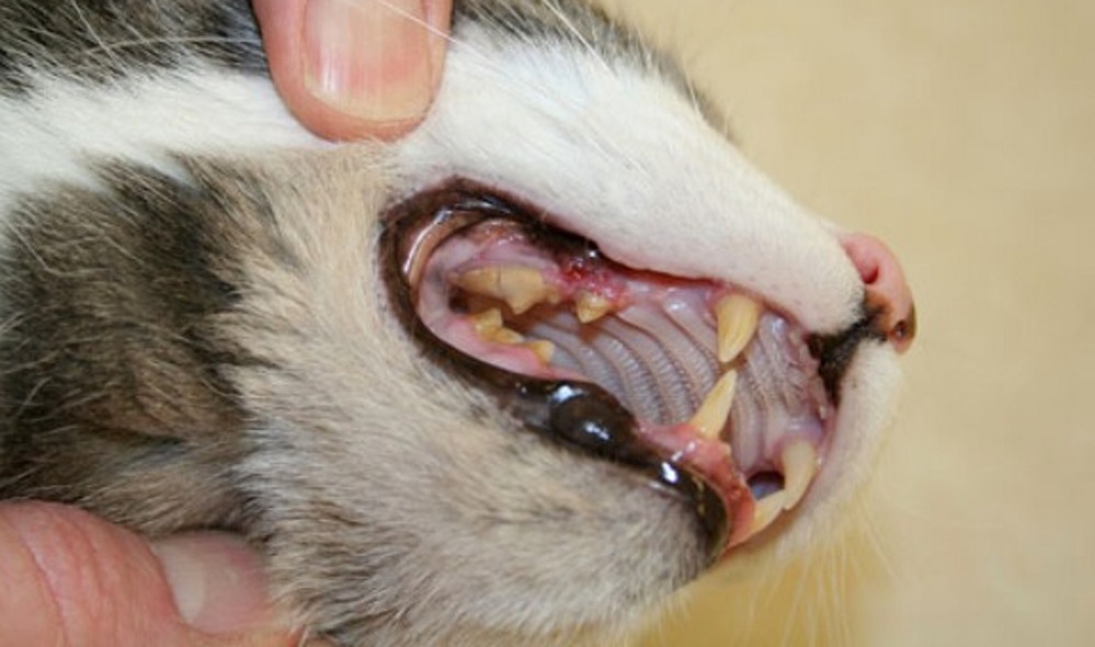 В отсутствии ухода на кошачьих зубов неизбежно начинает появляться желтый налет
