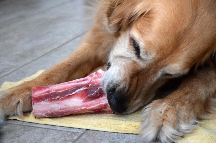 В процессе разгрызания мяса собака невольно ухаживает за своими зубами