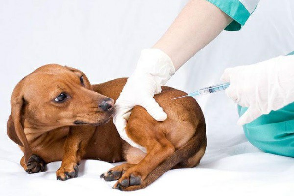 Вакцинация позволит хозяину собаки избежать появления симптоматики инфекционных болезней у своего питомца