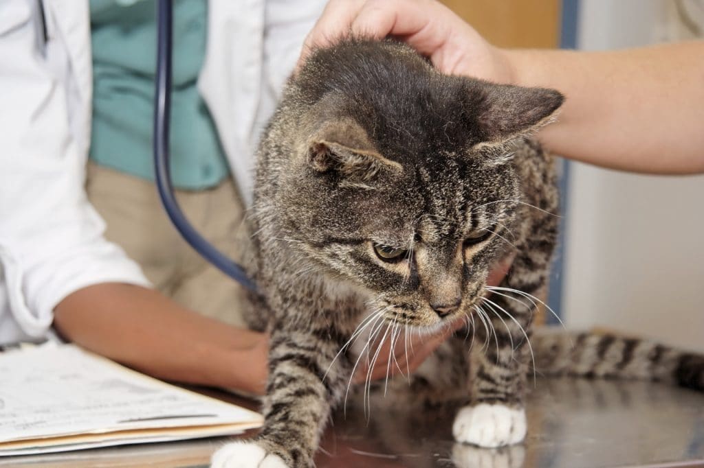Ветеринар поможет подобрать эффективное средство от власоедов даже кошке с сильной аллергией