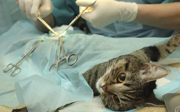 Ветеринары не рекомендуют подвергать кастрации котов старше шести лет