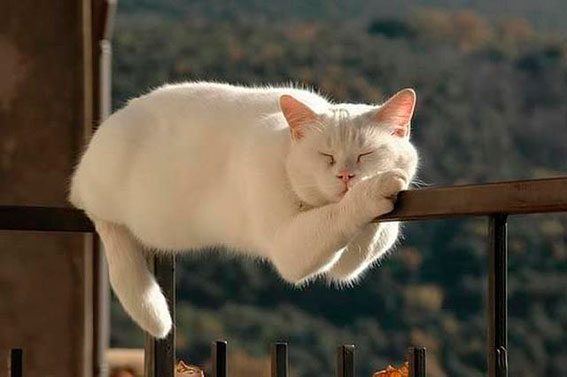 Во время Ауры кошка может быть как перевозбужденной, так и сонливой