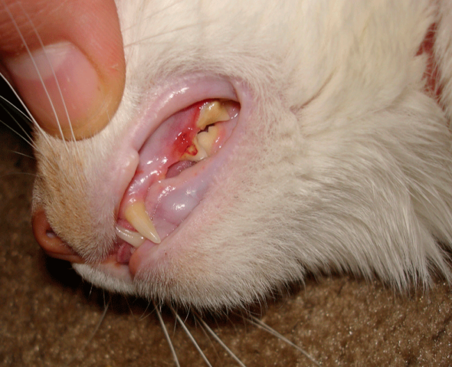 Во время лечения стоматита кошке запрещается употребление сухих кормов и жесткой пищи