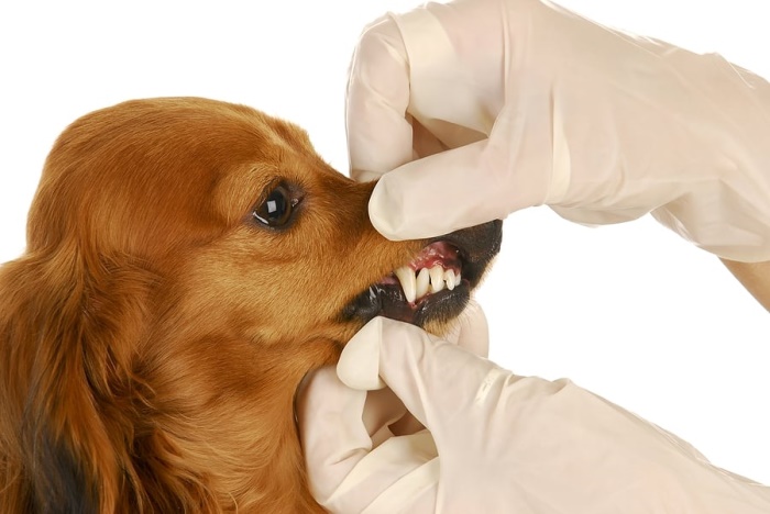 Вопрос о том, где лечить собаку от зубного камня, зависит от степени тяжести недуга