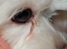 Выделения из глаз у собаки