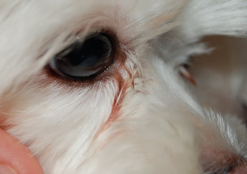 Выделения из глаз у собаки