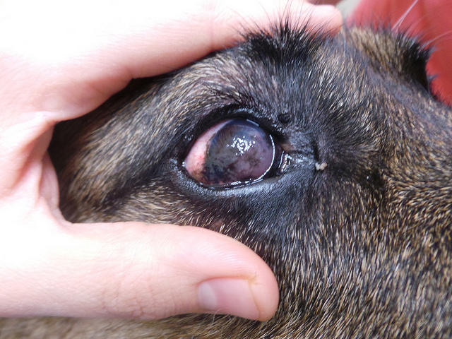 Вызвать раздражение глаз у собаки способна даже самая обыкновенная пыль