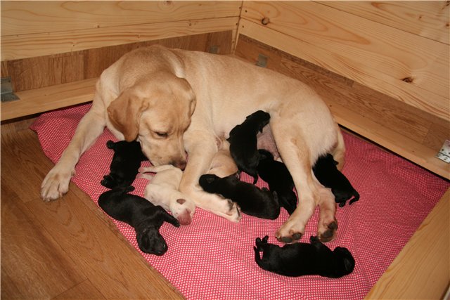 Вылизывая щенков, мать не только очищает их шерсть, но и заботится об улучшении работы кишечника детенышей