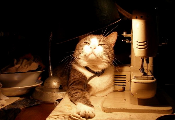 Для проверки наличия власоедов, кота необходимо подвести к источнику света