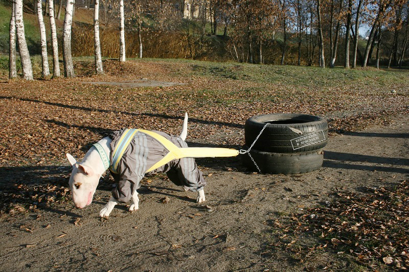 Запрещены переболевшим бурситом собакам и любые упражнения из области тяжелой атлетики