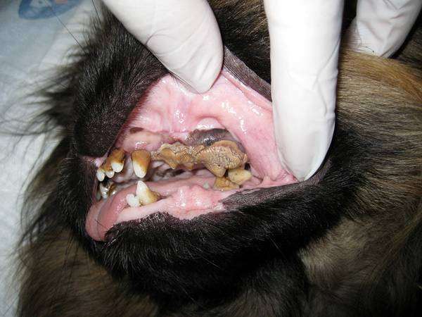 Зубные камни у собаки