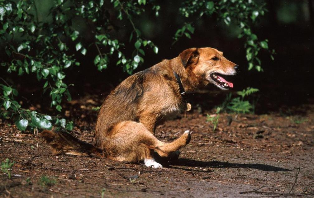 Из-за закупорки кишечника большим количеством глистов у собак часто происходит вздутие живота