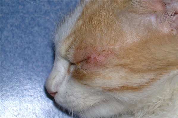 Изъязвление роговицы часто вызывает у кошек навязчивые попытки расчесать глаз