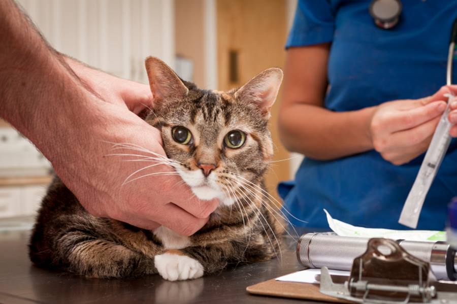 К выкидышам предрасположены кошки, болеющие сахарным диабетом