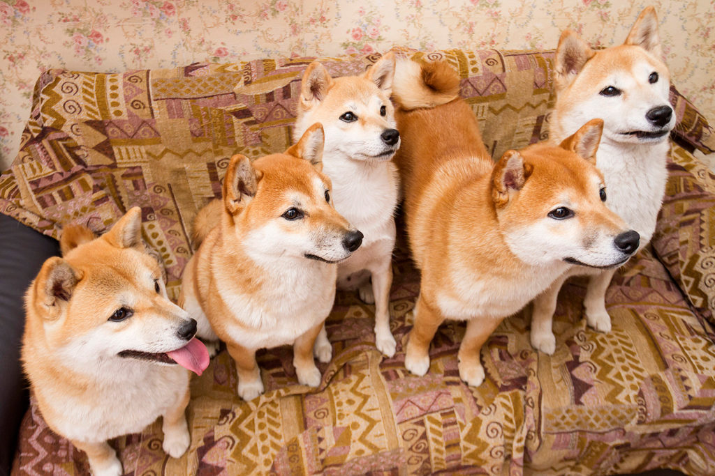 Как и Акито-ину, собаки Шиба-ину чаще всего встречаются в рыжей расцветке