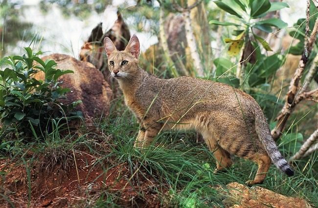 Камышовая кошка в естественной среде обитания