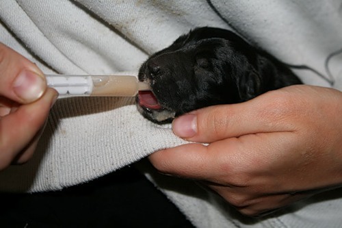 Кормление новорожденного щенка с помощью шприца