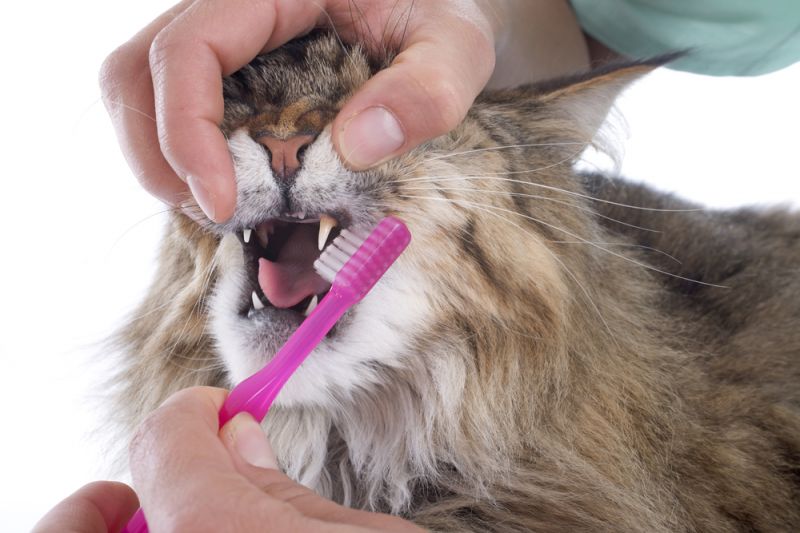 Кошки нуждаются в еженедельной чистке зубов